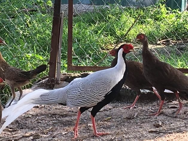 1. Gà lôi trắng: Gà này có bộ lông màu trắng đẹp đặc trưng và thường sống ở các khu rừng nguyên sinh và thứ sinh, đặc biệt là ở những khu vực có độ cao từ 500m đến 1.800m.