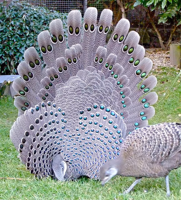 6. Gà tiền mặt vàng: Là giống gà quý hiếm được phân bố ở miền núi Tây Bắc, đang đối diện với nguy cơ giảm số lượng do săn bắt và phá rừng.