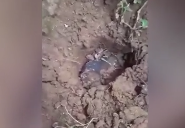 Dù giá trị chính xác không được tiết lộ, có suy đoán rằng Josua bán thiên thạch với mức giá khoảng 14.000 USD. Tuy nhiên, không có nhà sưu tập nào sẵn sàng trả một khoản tiền lớn như vậy cho một viên thiên thạch.