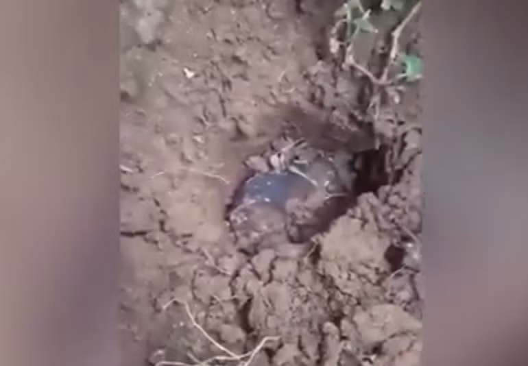 Dù giá trị chính xác không được tiết lộ, có suy đoán rằng Josua bán thiên thạch với mức giá khoảng 14.000 USD. Tuy nhiên, không có nhà sưu tập nào sẵn sàng trả một khoản tiền lớn như vậy cho một viên thiên thạch.