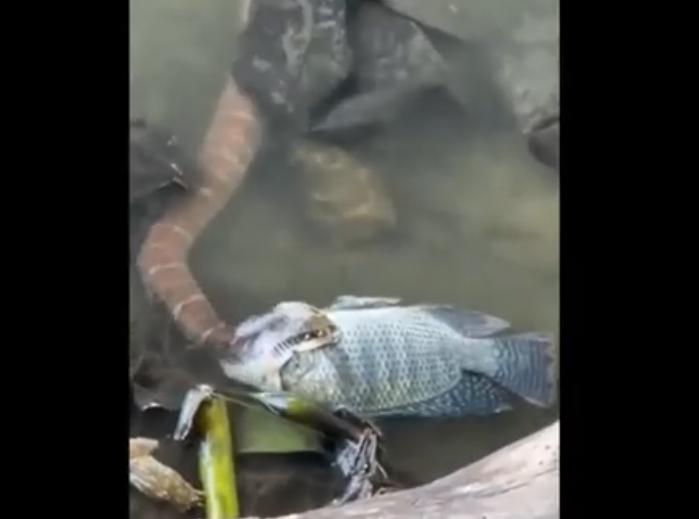 Trong đoạn video đã ghi lại được cảnh con rắn đang cắn vào đầu con cá và sau đó từ từ nuốt chửng nó, không quan tâm đến kích thước lớn hơn của con mồi.