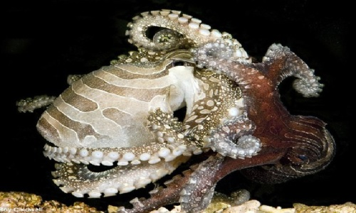 Nhiều loài bạch tuộc thường chết sau khi giao phối, và con cái có thể ăn thịt bạch tuộc đực để bổ sung dinh dưỡng.