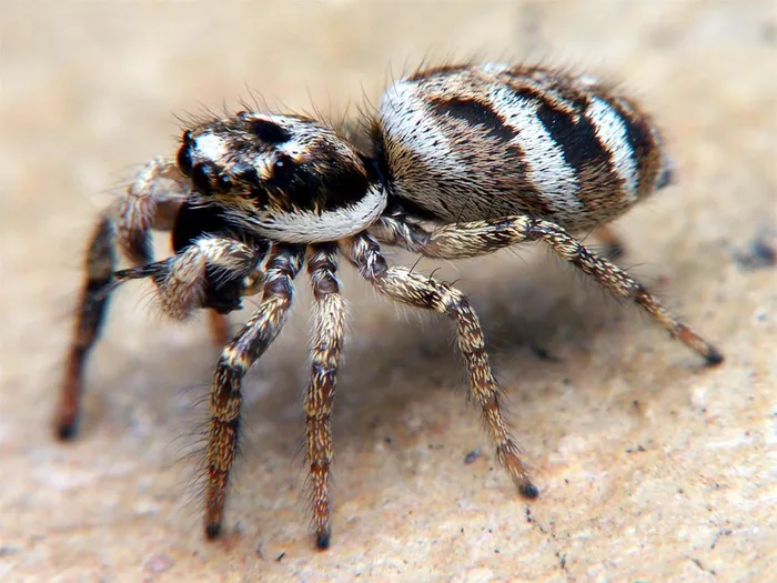 3. Nhện Nhảy: Nhện nhảy đực giao phối một lần, và con cái lựa chọn bạn tình kỹ lưỡng dựa trên bước nhảy và âm thanh tạo ra.