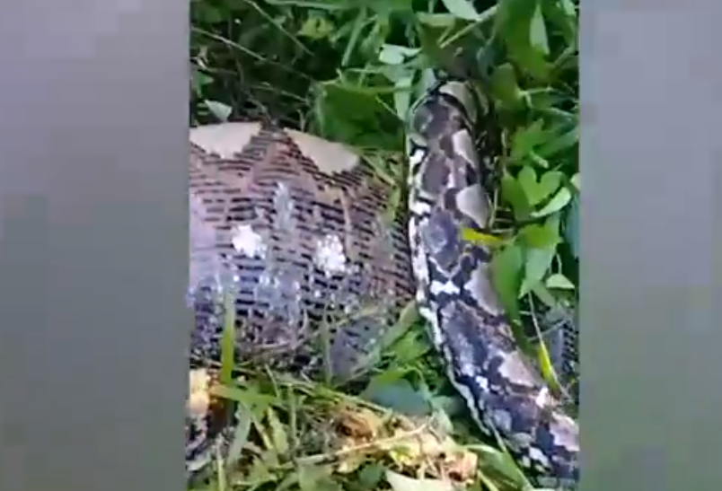 Đoạn video ghi lại cảnh con trăn cố gắng di chuyển trong khi lực lượng cứu hộ sử dụng gậy chọc vào cơ thể to lớn của nó. Con trăn sau đó đã được bắt và thả trở lại môi trường tự nhiên, xa khu dân cư.