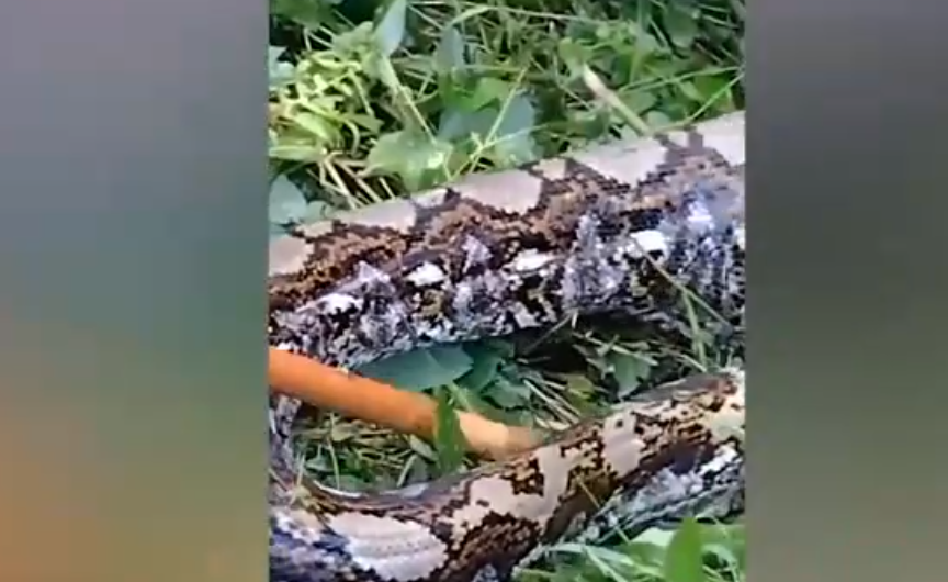 Người dân địa phương nhận ra con trăn và thấy bụng to bất thường của nó, không thể di chuyển khi họ tiến lại gần. Họ tin rằng con trăn đã ăn thịt một con lợn rừng, thường xuất hiện để kiếm thức ăn. Các cư dân địa phương cố gắng kéo con trăn ra khỏi đám cỏ và thông báo về tình trạng này cho các quan chức, lo ngại con trăn có thể tấn công gia súc của họ.