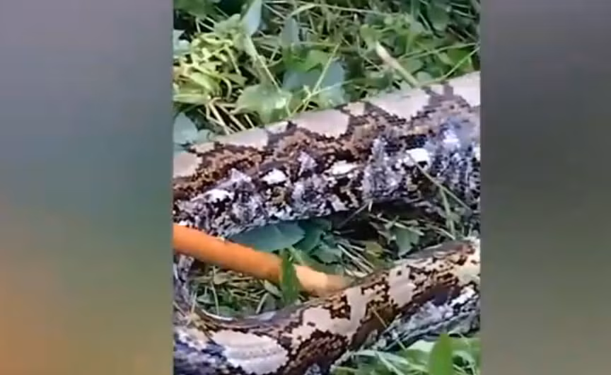 Người dân địa phương nhận ra con trăn và thấy bụng to bất thường của nó, không thể di chuyển khi họ tiến lại gần. Họ tin rằng con trăn đã ăn thịt một con lợn rừng, thường xuất hiện để kiếm thức ăn. Các cư dân địa phương cố gắng kéo con trăn ra khỏi đám cỏ và thông báo về tình trạng này cho các quan chức, lo ngại con trăn có thể tấn công gia súc của họ.