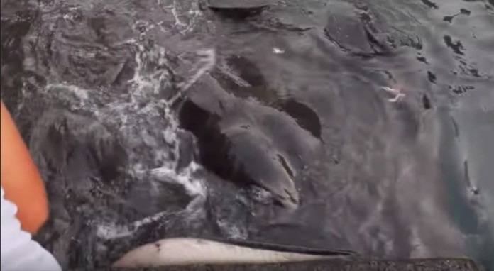 Khi George xuống kênh để tìm cá, Ben lo sợ vì kênh này có thể có cá mập nhỏ nên đã hét to để George lên bờ. Tuy nhiên, George không biết đến nguy hiểm, vẫn tiếp tục chơi đùa với sinh vật bí ẩn này.