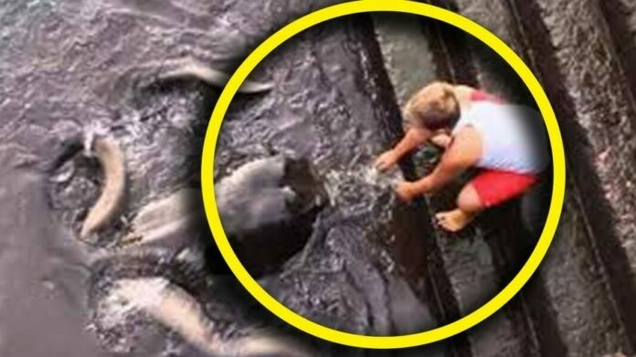 Sinh vật biển này được miêu tả là một con cá đuối khổng lồ dài 3,5 mét. George gọi nó là Franky và không muốn rời xa. Ben gọi dịch vụ cứu hộ động vật, và Franky được giải cứu, đưa trở lại môi trường tự nhiên.