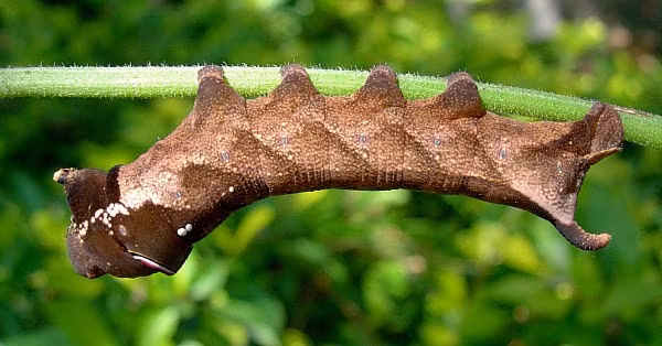 Loài này phổ biến trên cây nho, đặc biệt là vào cuối mùa hè đến đầu mùa thu, từ vùng Kimberley đến Sydney.