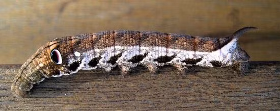 Tiến sĩ Darrell Kemp từ Đại học Macquarie giải thích rằng, vẻ ngoài lốm đốm màu nâu của sinh vật này khiến nó khó phát hiện giữa cây cỏ.