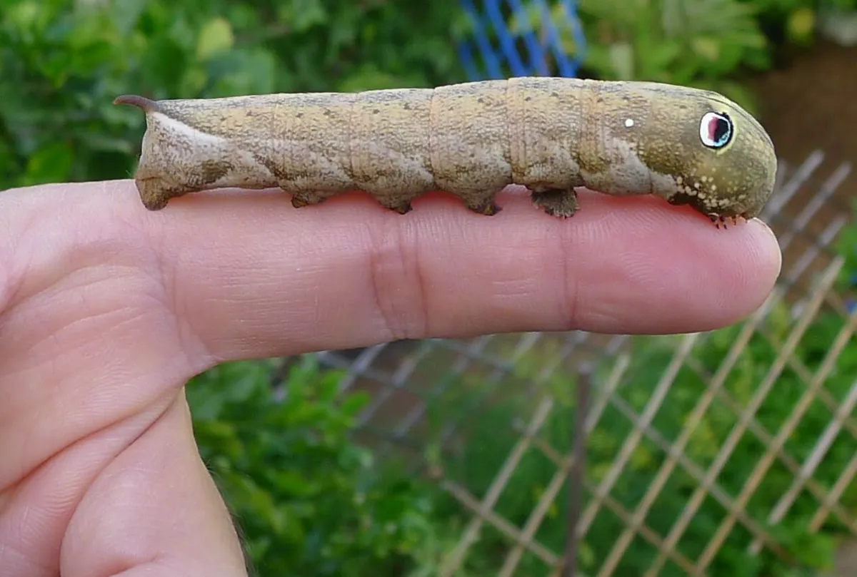 Đôi mắt đầy màu sắc của nó có thể là một phần của hành vi bảo vệ, giống như con rắn nhỏ.