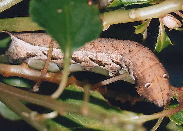 Khi bị đe dọa, chúng có thể giơ cao cơ thể, hóp đầu vào một chút và trở nên giống một con rắn, nhưng chúng hoàn toàn vô hại.