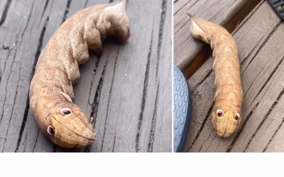  Sinh vật này được mô tả như một vật thể hình trụ màu nâu, có đôi mắt lớn giống như trong phim hoạt hình. Nhiều người cho biết, họ chưa từng thấy trước đó.