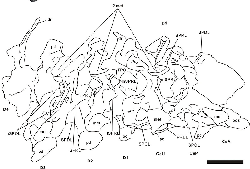 Hệ tầng Nanxiong, nơi các hóa thạch này được tìm thấy, là một kho tàng cổ sinh vật học nổi tiếng, đã lộ ra nhiều mẫu vật quý giá về các sinh vật đã tuyệt chủng.
