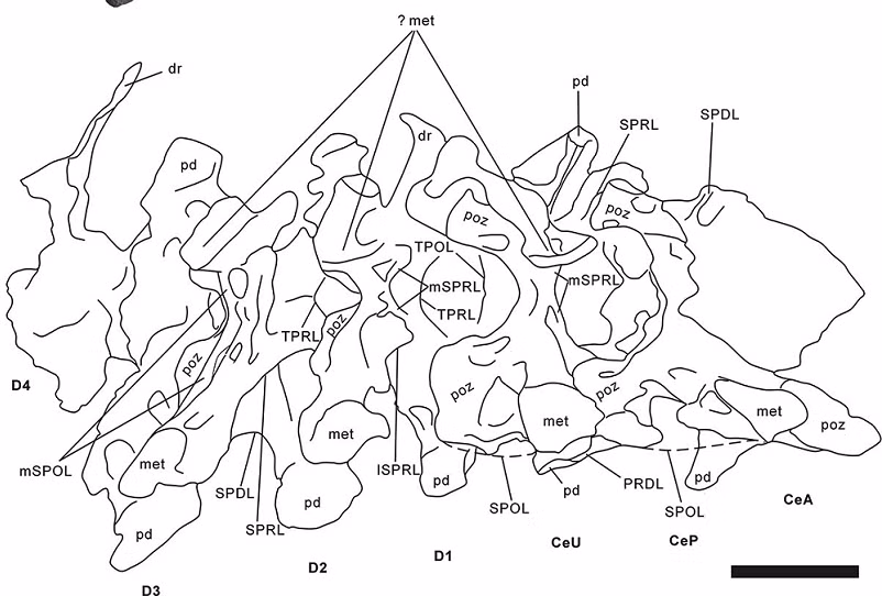 Hệ tầng Nanxiong, nơi các hóa thạch này được tìm thấy, là một kho tàng cổ sinh vật học nổi tiếng, đã lộ ra nhiều mẫu vật quý giá về các sinh vật đã tuyệt chủng.