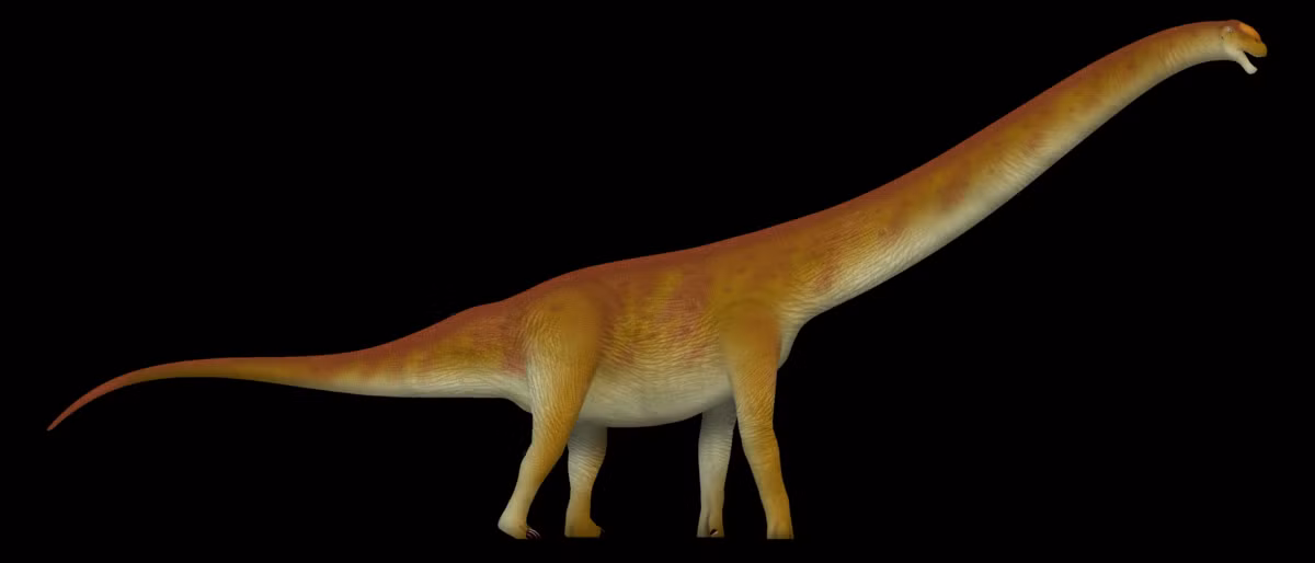 Tuy ít ỏi, nhưng đủ để xác định rằng loài này thuộc nhóm Lognkosauria, một nhánh đặc biệt với kích thước lớn nhất trong dòng dõi thằn lằn hộ pháp.