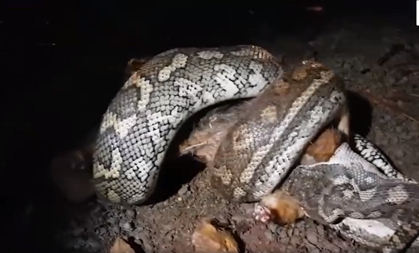 Trong một trường hợp khác, một gia đình ở Brisbane, Queensland, Úc đã bị một phen khiếp vía khi bắt gặp "quái thú" ngay trong sân sau nhà họ. Vào khoảng 12 giờ trưa, các thành viên trong gia đình nghe thấy tiếng động lạ từ phía sau khu vườn và khi ra ngoài, họ thấy một con trăn dài khoảng 1,8 mét đang cuốn chặt một con thú có túi và chuẩn bị nuốt chửng nó.