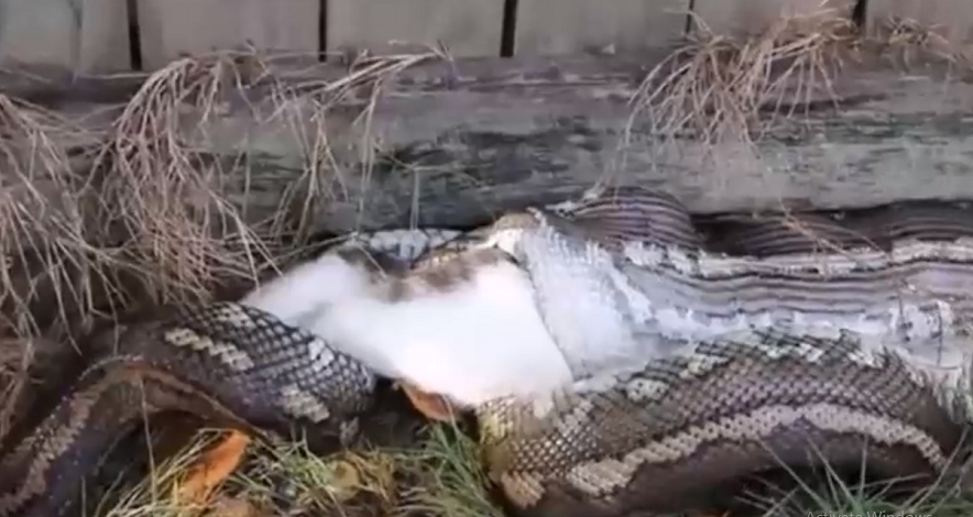 Theo Torkkola, con trăn mất khoảng 4 phút để nuốt chửng hoàn toàn con mèo.