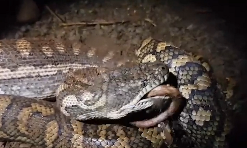 Họ gọi ngay các chuyên gia bắt rắn đến để xử lý quái thú này. Sau khi tới nơi, nhóm chuyên gia quyết định để con trăn hoàn thành việc ăn thịt con mồi trước khi di chuyển nó ra khỏi vườn.