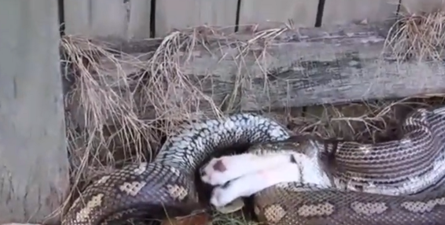 Torkkola lưu ý, trăn siết mồi là loài không có nọc độc và chúng là động vật săn mồi tự nhiên. Khi đang tiêu hóa mồi, loài trăn có thể trở nên hung dữ và tấn công nếu chúng cảm thấy bị đe dọa.