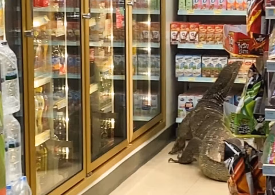 Đội cứu hộ đã đến và đưa con thằn lằn ra khỏi cửa hàng, sau đó thả nó vào một bụi rậm gần đó. Con thằn lằn này có thể đã phải vật lộn để tìm kiếm thức ăn sau nhiều tháng thời tiết khô hạn.