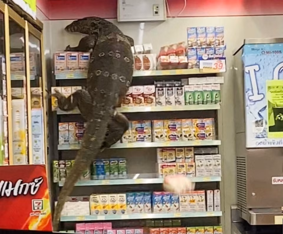 Trước đó, một con thằn lằn khổng lồ, to như cá sấu, bất ngờ leo lên từ một con kênh ở thành phố Nakhon Pathom, Thái Lan, rồi lao vào cửa hàng tạp hóa 7-Eleven. Một nhân viên cửa hàng đã gọi điện báo cho cảnh sát, và sau đó, lực lượng chuyên xử lý bò sát đã đến bắt con thằn lằn khổng lồ.