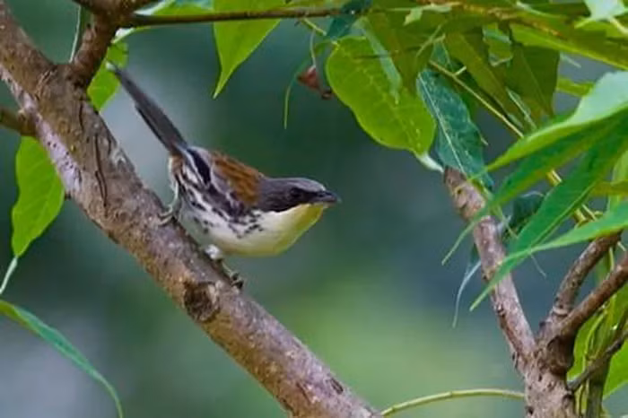 Trong khi đó, đuôi chim mi Núi Bà có màu xám với mút đuôi trắng, lưng trên và dưới đuôi lông có màu hung đỏ xen các vạch màu đen.