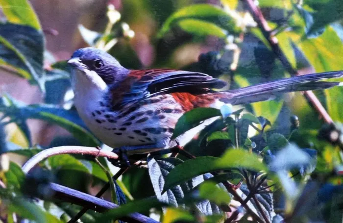 Chim mi Núi Bà có kích thước trung bình, phần dưới cơ thể lông màu phớt trắng, hai bên ngực và mỏ có các vạch đen kéo dài, đỉnh đầu và gáy màu xám.