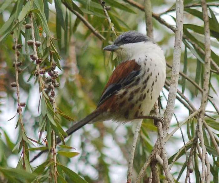 Chim mi Núi Bà thường kiếm ăn vào buổi sáng trong các tán cây thấp tại những sinh cảnh rừng lá rộng xen lẫn lá kim.