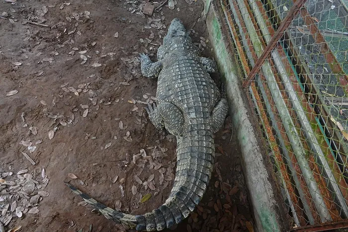 Con cá sấu lớn nhất, mỗi khi nghe tiếng xe máy chở cá mồi ngoài cổng rào, sẽ tự động bò dậy và lội xuống hồ nước để đến khu vực cho ăn.