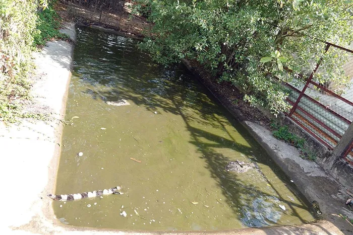 Hiện mỗi con cá sấu được cho ăn 2 lần mỗi tháng, với mỗi lần ăn hơn 10kg cá tra.