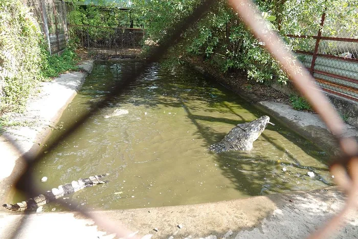 Các cá thể cá sấu này được nuôi trong chuồng, quây lưới, và tôn che chắn cẩn thận. Do vận động nên chúng có kích thước khá lớn.