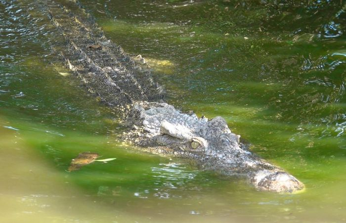 Lạnh người nơi nuôi thủy quái khổng lồ ở miền Tây Việt Nam Lanh nguoi noi nuoi thuy quai khong lo o mien Tay Viet Nam