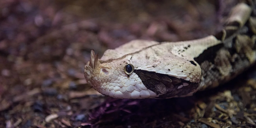 Gaboon Viper là một trong những loài rắn độc mạnh mẽ nhất. Khi săn mồi, nó sử dụng sức mạnh của cơ thể để đẩy mình về phía trước và tấn công mồi bằng cú cắn bất ngờ, sau đó ngoan cố cắn chặt để truyền nọc độc vào nạn nhân.