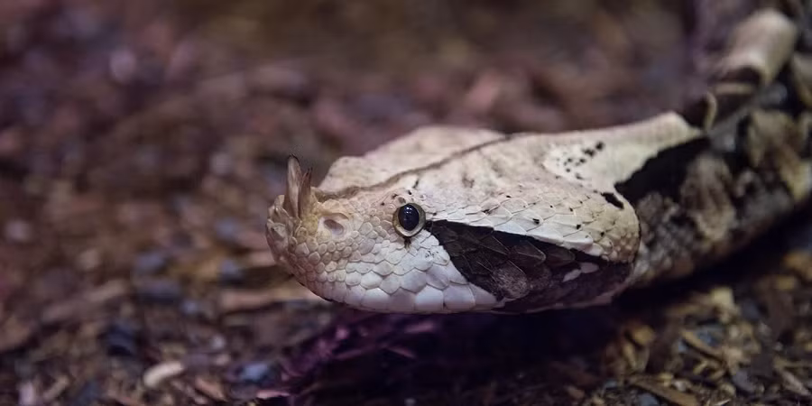 Gaboon Viper là một trong những loài rắn độc mạnh mẽ nhất. Khi săn mồi, nó sử dụng sức mạnh của cơ thể để đẩy mình về phía trước và tấn công mồi bằng cú cắn bất ngờ, sau đó ngoan cố cắn chặt để truyền nọc độc vào nạn nhân.