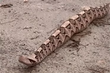 Được biết đến với tên khoa học là "Bitis gabonica", Gaboon Viper được mệnh danh là loài rắn béo nhất trên thế giới.