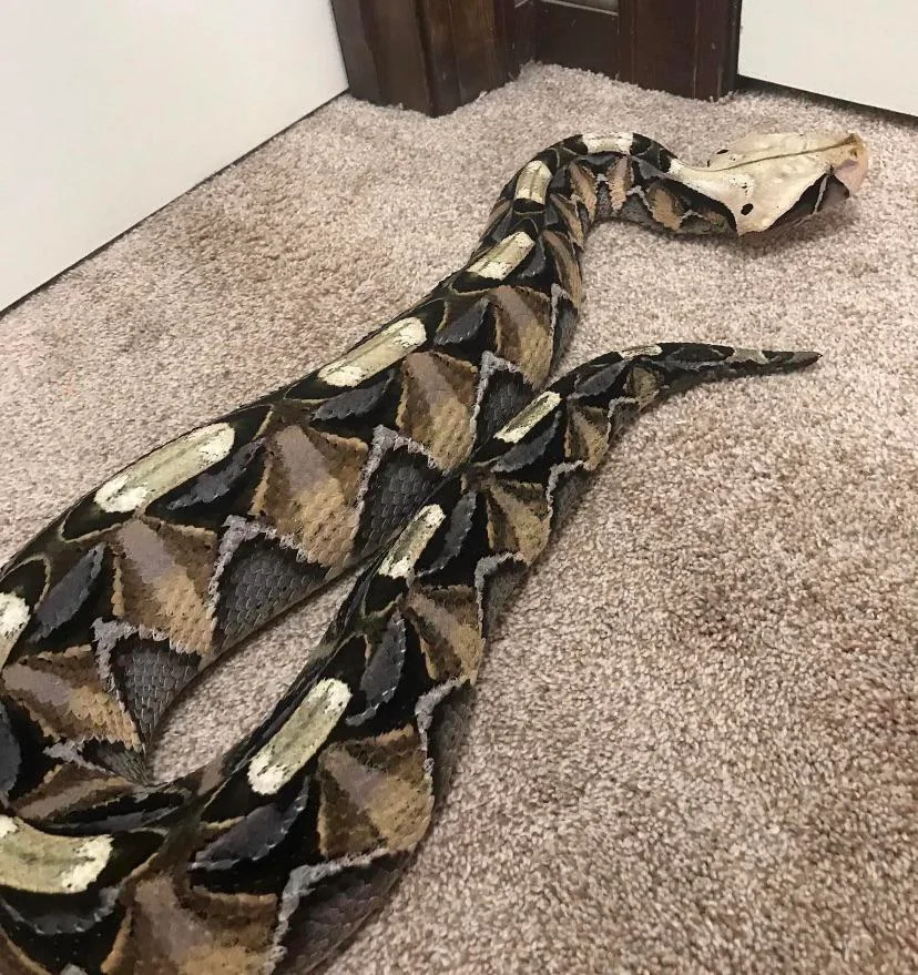 Với phần đầu giống hình chiếc lá, Gaboon Viper thường hoạt động vào ban đêm, hòa lẫn vào môi trường xung quanh để chờ đợi mồi.