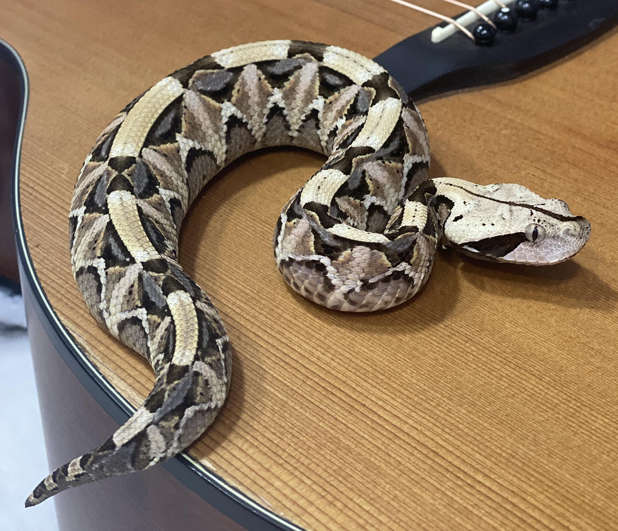Về khả năng cạnh tranh với rắn hổ mang chúa, Gaboon Viper có sức mạnh và độc tính đủ để khiến người ta phải đề phòng.