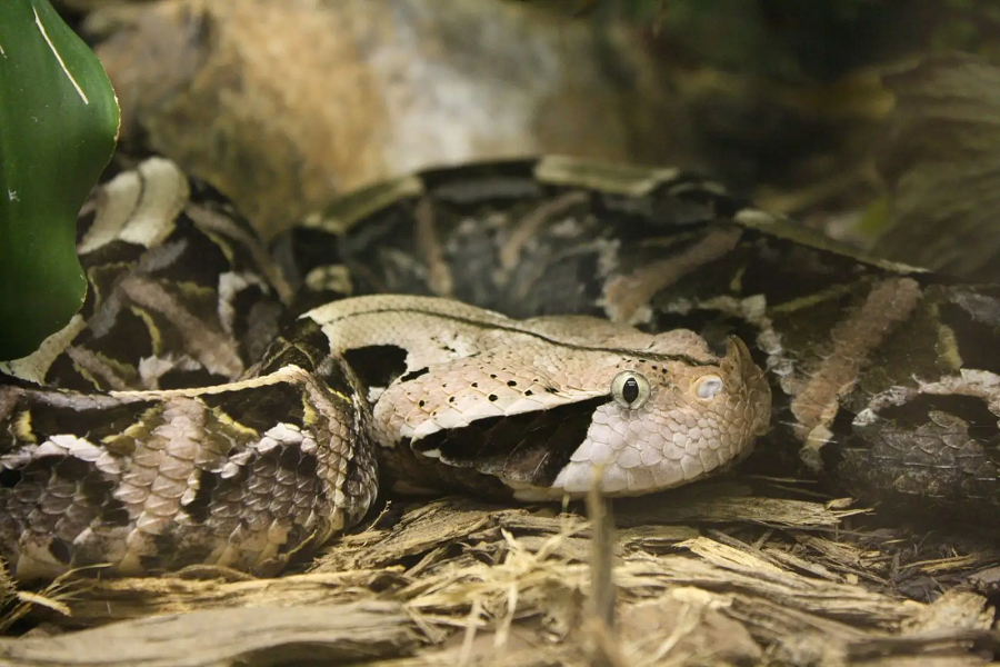 Mặc dù không phải là loài rắn lớn nhất, Gaboon Viper vẫn là một đối thủ đáng gờm trong thế giới của rắn độc.