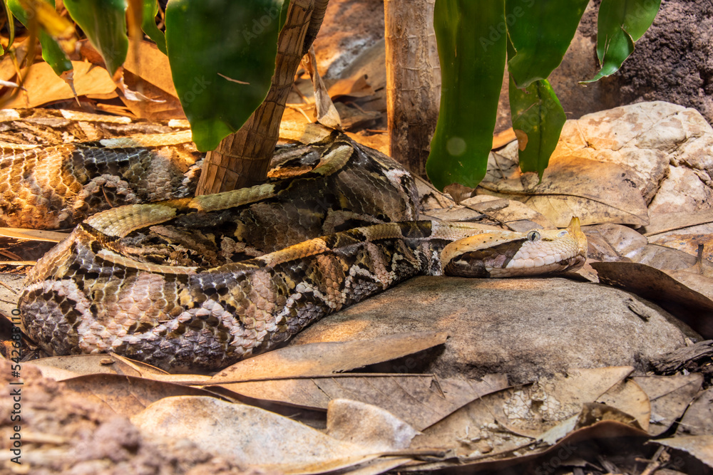 Mặc dù có vẻ ngây ngô và chậm chạp, Gaboon Viper là một thợ săn mồi bí ẩn và hiệu quả. Chúng thường nhắm vào động vật có vú nhỏ, chim, ếch nhái và thậm chí cả nhím và linh dương. Không chỉ vậy, các loài lớn hơn như lợn rừng con, hươu cao cổ con, thằn lằn lớn cũng không thể thoát khỏi miệng của Gaboon Viper.