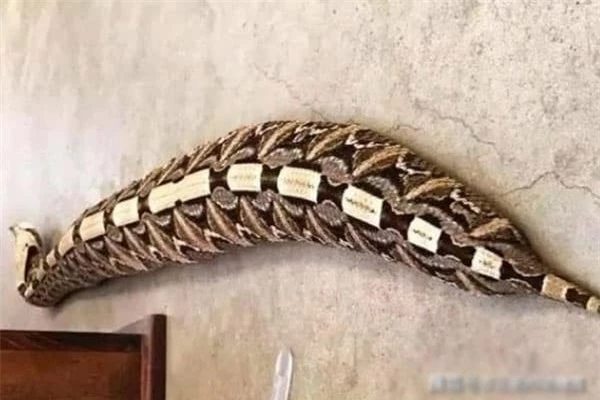 Gaboon Viper, hay rắn hổ lục Gaboon, là một loài rắn độc phân bố tại khu vực châu Phi cận Sahara.