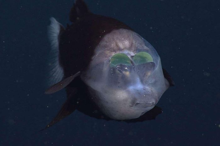 1. Cá mắt thùng Thái Bình Dương: Loài cá này có đầu trong suốt, giúp chúng nhìn xuyên qua nước. Sống ở độ sâu lên tới 1km dưới biển Thái Bình Dương và thích săn mồi trong bóng tối.