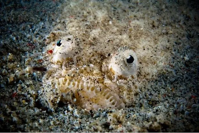 2. Cá Stargazer: Loài cá này có đôi mắt hướng lên trên và chôn vùi dưới đáy biển, tấn công con mồi bằng gai độc.