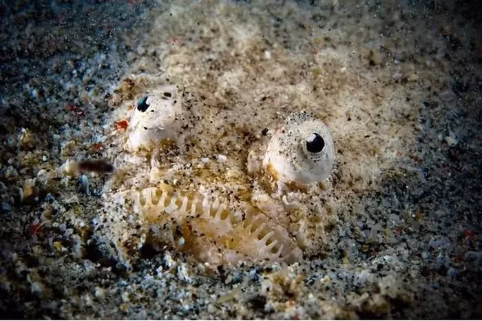 2. Cá Stargazer: Loài cá này có đôi mắt hướng lên trên và chôn vùi dưới đáy biển, tấn công con mồi bằng gai độc.