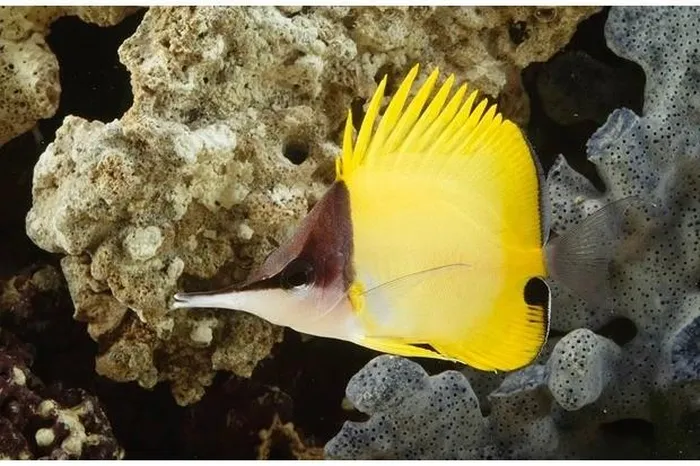 7. Cá bướm mũi dài màu vàng: Loài này có mũi dài giúp tiếp cận thức ăn nhỏ ẩn trong san hô.