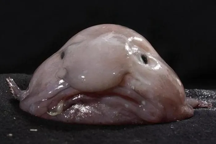5. Cá giọt nước (Blobfish): Loài cá này sống ở độ sâu 1.200m, có ngoại hình xấu xí giống cụ ông 85 tuổi.