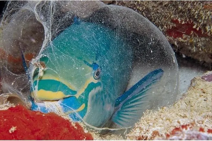 6. Cá vẹt nữ hoàng: Ban đêm, cá này tạo ra một túi chất nhờn rộng để ẩn dật, giống như một chiếc mũ lặn.