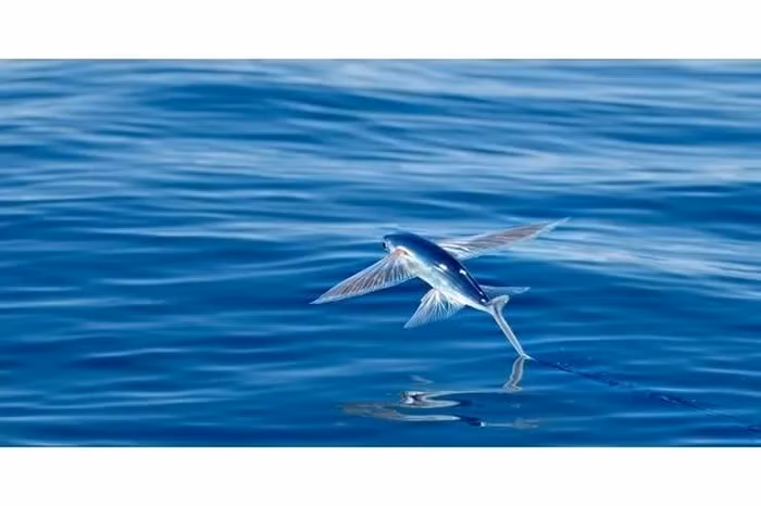 8. Cá Chuồn: Là một trong những loài cá kỳ lạ nhất thế giới, cá chuồn không bay nhưng có cặp vây rộng giúp chúng lướt trên mặt nước và thực hiện những màn nhào lộn trên không.