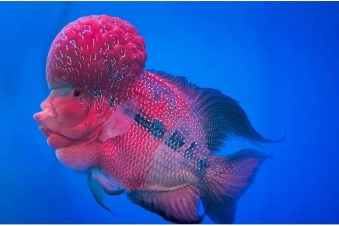 3. Cá cichlid hoa sừng: Loài cá kỳ lạ này có đầu phồng lên và thường thu hút bạn tình bằng bướu gáy đặc biệt.