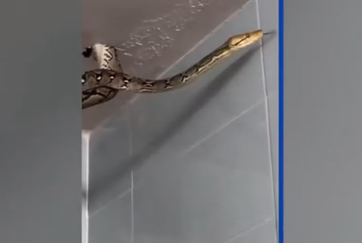 Nop ghi lại đoạn video cho thấy quái thú này treo lơ lửng như một chiếc đèn chùm ngoằn ngoèo. Con trăn dường như đã xuyên thủng qua trần nhà để tìm kiếm thức ăn. Sau đó, nó cố gắng trườn trở lại cái lỗ nơi nó xuất hiện.